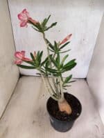 Planta Simples 3478 – 35cm – 03 anos - Imagem 7