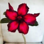 Planta Simples 3479 – 30cm – 02 anos