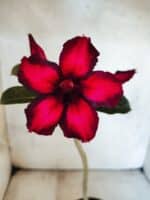 Planta Simples 3479 – 30cm – 02 anos