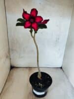 Planta Simples 3479 – 30cm – 02 anos - Imagem 2