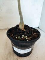 Planta Simples 3479 – 30cm – 02 anos - Imagem 6