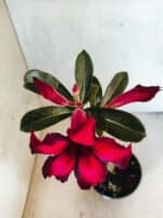 Planta Simples 3479 – 30cm – 02 anos - Imagem 4