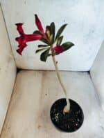 Planta Simples 3479 – 30cm – 02 anos - Imagem 5