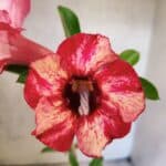 Planta Simples 3480 – 30cm – 02 anos