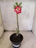 Planta Simples 3481 – 30cm – 02 anos - Imagem 2