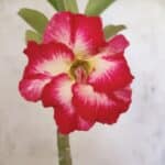 Planta Simples 3481 – 30cm – 02 anos