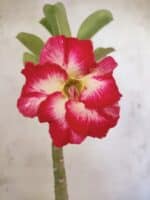 Planta Simples 3481 – 30cm – 02 anos