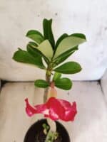 Planta Simples 3481 – 30cm – 02 anos - Imagem 4