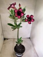 Planta Simples 3482 – 35cm – 03 anos - Imagem 2