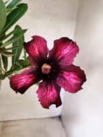 Planta Simples 3482 – 35cm – 03 anos - Imagem 4