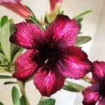 Planta Simples 3482 – 35cm – 03 anos