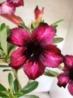 Planta Simples 3482 – 35cm – 03 anos