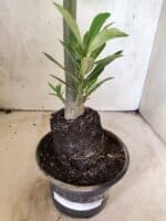 Planta Simples 3482 – 35cm – 03 anos - Imagem 6