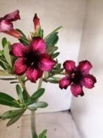 Planta Simples 3482 – 35cm – 03 anos - Imagem 5