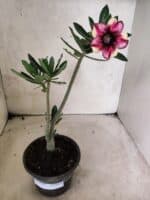 Planta Simples 3483 – 25cm – 01 ano - Imagem 2