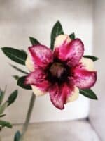 Planta Simples 3483 – 25cm – 01 ano