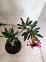 Planta Simples 3483 – 25cm – 01 ano - Imagem 4