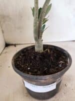 Planta Simples 3483 – 25cm – 01 ano - Imagem 6