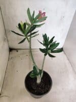 Planta Simples 3483 – 25cm – 01 ano - Imagem 5