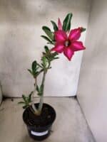 Planta Simples 3484 – 35cm – 03 anos - Imagem 2