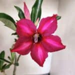 Planta Simples 3484 – 35cm – 03 anos