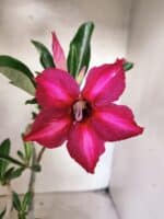 Planta Simples 3484 – 35cm – 03 anos