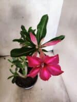 Planta Simples 3484 – 35cm – 03 anos - Imagem 4