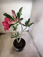 Planta Simples 3484 – 35cm – 03 anos - Imagem 6