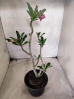 Planta Simples 3484 – 35cm – 03 anos - Imagem 5