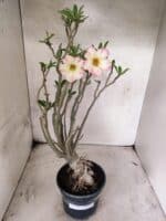 Planta Simples 3485 – 35cm – 03 anos