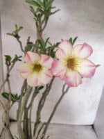 Planta Simples 3485 – 35cm – 03 anos - Imagem 3