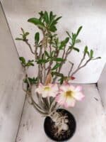 Planta Simples 3485 – 35cm – 03 anos - Imagem 4