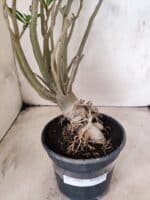 Planta Simples 3485 – 35cm – 03 anos - Imagem 8