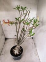 Planta Simples 3485 – 35cm – 03 anos - Imagem 7