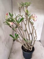 Planta Simples 3485 – 35cm – 03 anos - Imagem 6