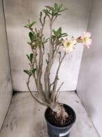 Planta Simples 3485 – 35cm – 03 anos - Imagem 5