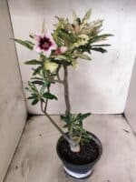 Planta Simples "VARIEGATA" 3486 – 35cm – 03 anos - Imagem 2