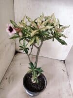 Planta Simples "VARIEGATA" 3486 – 35cm – 03 anos - Imagem 6
