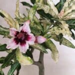 Planta Simples "VARIEGATA" 3486 – 35cm – 03 anos