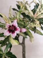 Planta Simples "VARIEGATA" 3486 – 35cm – 03 anos