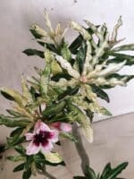 Planta Simples "VARIEGATA" 3486 – 35cm – 03 anos - Imagem 4