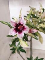 Planta Simples "VARIEGATA" 3486 – 35cm – 03 anos - Imagem 3