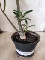 Planta Simples "VARIEGATA" 3486 – 35cm – 03 anos - Imagem 13