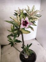 Planta Simples "VARIEGATA" 3486 – 35cm – 03 anos - Imagem 12