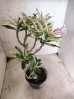 Planta Simples "VARIEGATA" 3486 – 35cm – 03 anos - Imagem 11