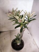 Planta Simples "VARIEGATA" 3486 – 35cm – 03 anos - Imagem 10
