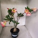 Planta Simples 3455 – 35cm – 03 anos