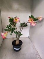 Planta Simples 3455 – 35cm – 03 anos