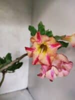 Planta Simples 3455 – 35cm – 03 anos - Imagem 3