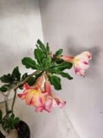 Planta Simples 3455 – 35cm – 03 anos - Imagem 4